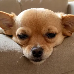 Manolo — Galería 3